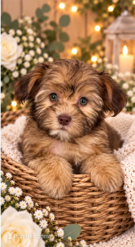 Layla – Shihpoo puppy for sale in Sacramento, CA