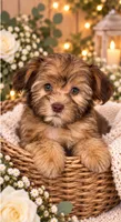 Layla, a female Shihpoo for sale in Sacramento, CA – 1 of 2