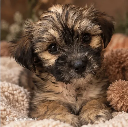 Clover – Shihpoo puppy for sale in Sacramento, CA