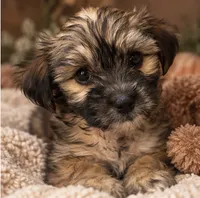 Clover, a male Shihpoo for sale in Sacramento, CA – 1 of 3