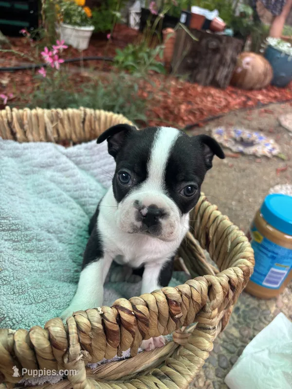 Peanut  – Boston Terrier puppy for sale in Sacramento, CA