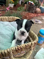 Peanut , a male Boston Terrier for sale in Sacramento, CA – 1 of 3