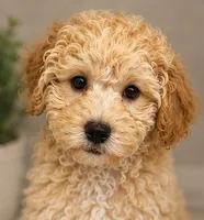 Buddy, a male Cockapoo for sale in Sacramento, CA – 4 of 4