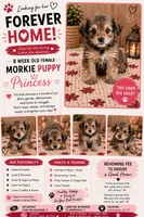 Princess , a female Morkie for sale in Sacramento, CA – 1 of 2