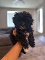 Benji, a male Poodle - Miniature  for sale in Sacramento, CA – 2 of 3
