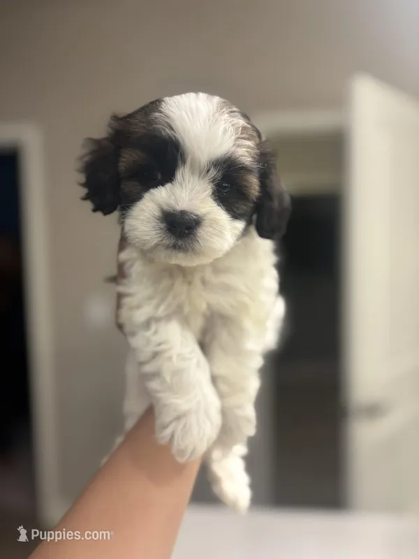Benji – Maltipoo puppy for sale in Sacramento, CA