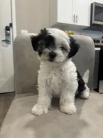 Apallo , a male Shihpoo for sale in Sacramento, CA – 3 of 4