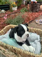 Benny , a male Boston Terrier for sale in Sacramento, CA – 3 of 3
