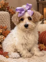 Roxy , a female Maltese for sale in Sacramento, CA – 2 of 2