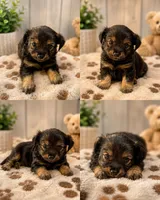 Lucky 🍀 , a male Morkie for sale in Sacramento, CA – 2 of 2