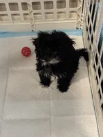 Benji, a male Poodle - Miniature  for sale in Sacramento, CA – 3 of 3