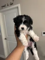Bella, a female Maltipoo for sale in Sacramento, CA – 2 of 3