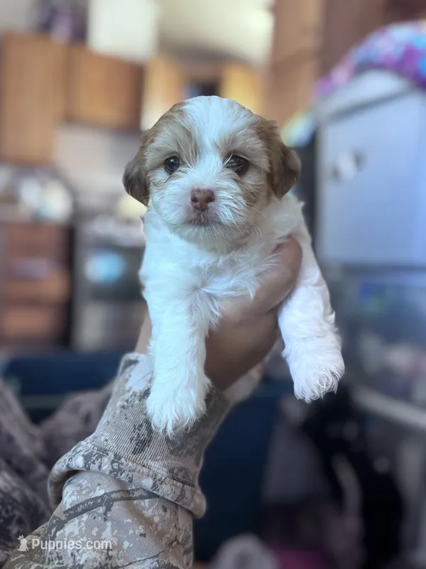 Lady – Maltipoo puppy for sale in Sacramento, CA