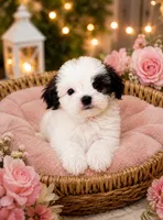 Dove 🕊️ , a female Shih Tzu for sale in Sacramento, CA – 1 of 3