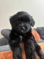 Milo, a male Maltipoo for sale in Sacramento, CA – 2 of 2