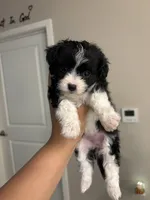 Bella, a female Maltipoo for sale in Sacramento, CA – 3 of 3