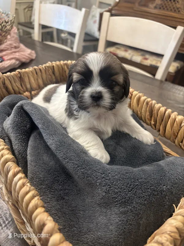 Star🌟  – Shih Tzu puppy for sale in Sacramento, CA