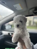 Bruce, a male Maltipoo for sale in Sacramento, CA – Photo 1 of 3