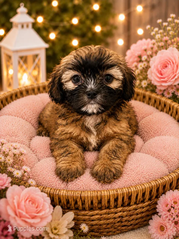 Luna – Shih Tzu puppy for sale in Sacramento, CA