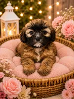 Luna, a female Shih Tzu for sale in Sacramento, CA – 1 of 2