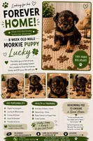 Lucky 🍀 , a male Morkie for sale in Sacramento, CA – 1 of 2