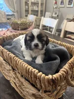 Star🌟 , a female Shih Tzu for sale in Sacramento, CA – 3 of 4