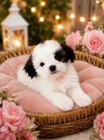 Dove 🕊️ , a female Shih Tzu for sale in Sacramento, CA – 3 of 3