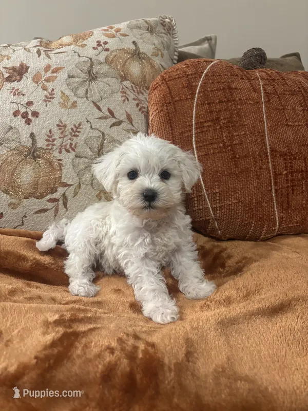 Benji – Maltipoo puppy for sale in Sacramento, CA