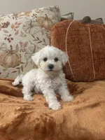Benji, a male Maltipoo for sale in Sacramento, CA – 1 of 5