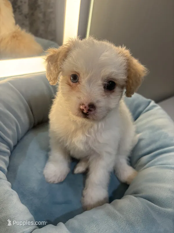 Milo – Malchi puppy for sale in Sacramento, CA