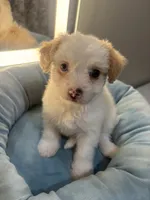 Milo, a male Malchi for sale in Sacramento, CA – 1 of 3
