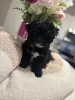Apallo, a male Maltipoo for sale in Sacramento, CA – 2 of 3