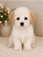 Bella, a female Bichon Frise for sale in Sacramento, CA – 2 of 3