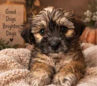 Clover, a male Shihpoo for sale in Sacramento, CA – 3 of 3