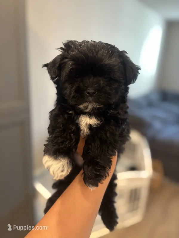 Benny  – Maltipoo puppy for sale in Sacramento, CA