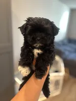 Benny , a male Maltipoo for sale in Sacramento, CA – 1 of 2