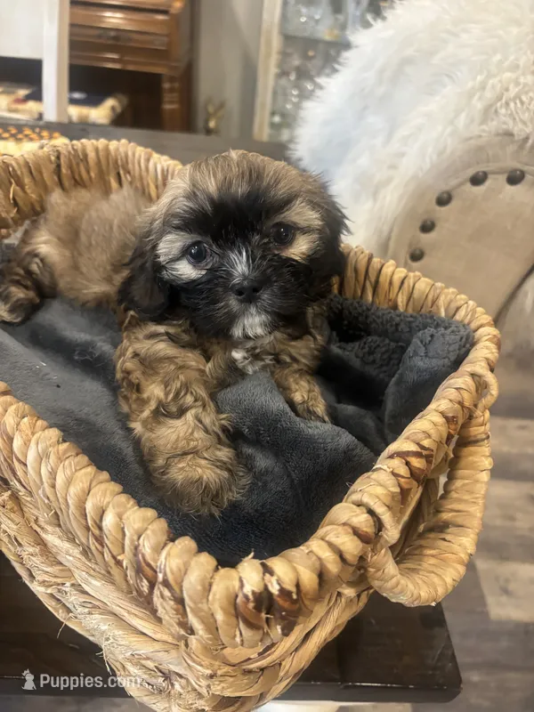 Coco – Shih Tzu puppy for sale in Sacramento, CA