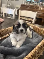 Star🌟 , a female Shih Tzu for sale in Sacramento, CA – 2 of 4