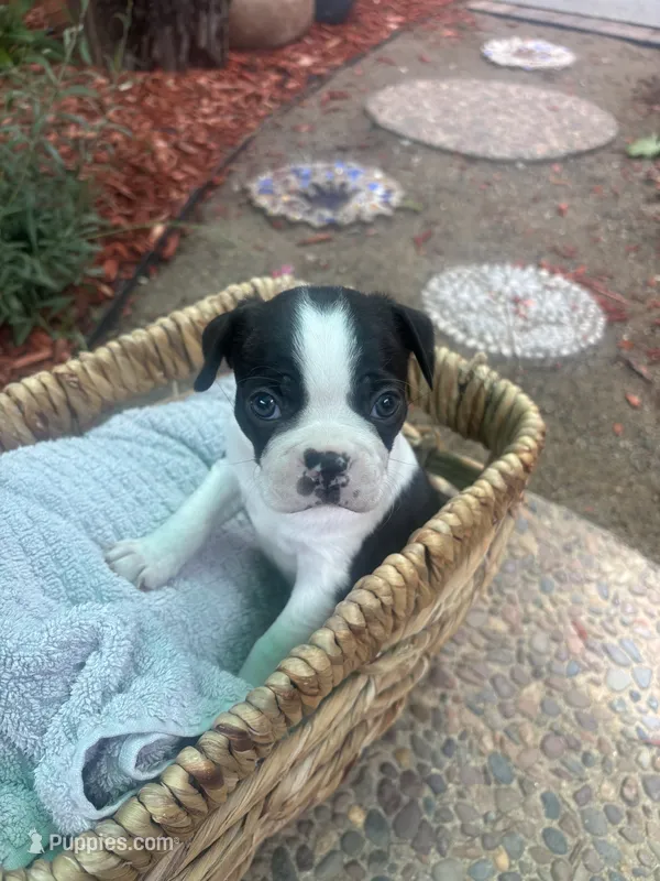 Spot – Boston Terrier puppy for sale in Sacramento, CA