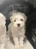 Benji, a male Maltipoo for sale in Sacramento, CA – Photo 4 of 4