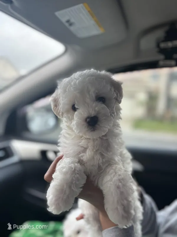Benji – Maltipoo puppy for sale in Sacramento, CA