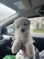 Benji, a male Maltipoo for sale in Sacramento, CA – Photo 1 of 4