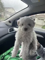 Benji, a male Maltipoo for sale in Sacramento, CA – Photo 2 of 4