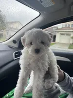 Benji, a male Maltipoo for sale in Sacramento, CA – Photo 3 of 4