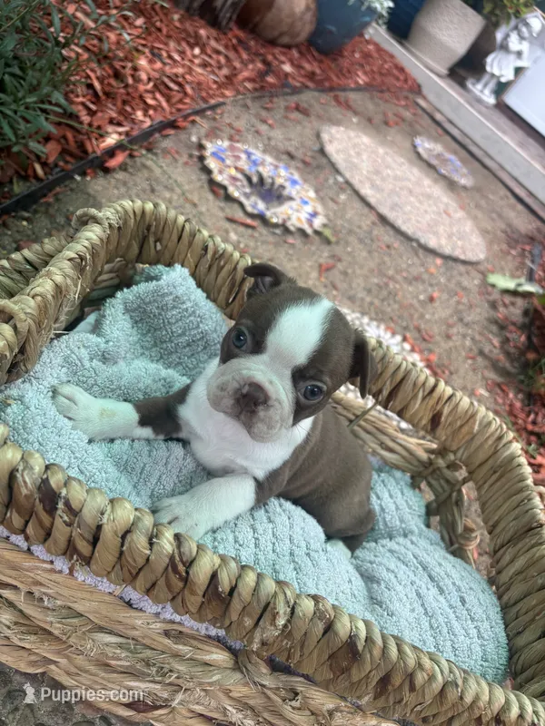 Daisy  – Boston Terrier puppy for sale in Sacramento, CA