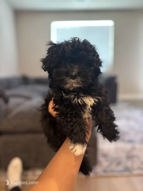 Benji – Poodle - Miniature  puppy for sale in Sacramento, CA