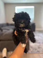 Benji, a male Poodle - Miniature  for sale in Sacramento, CA – 1 of 3