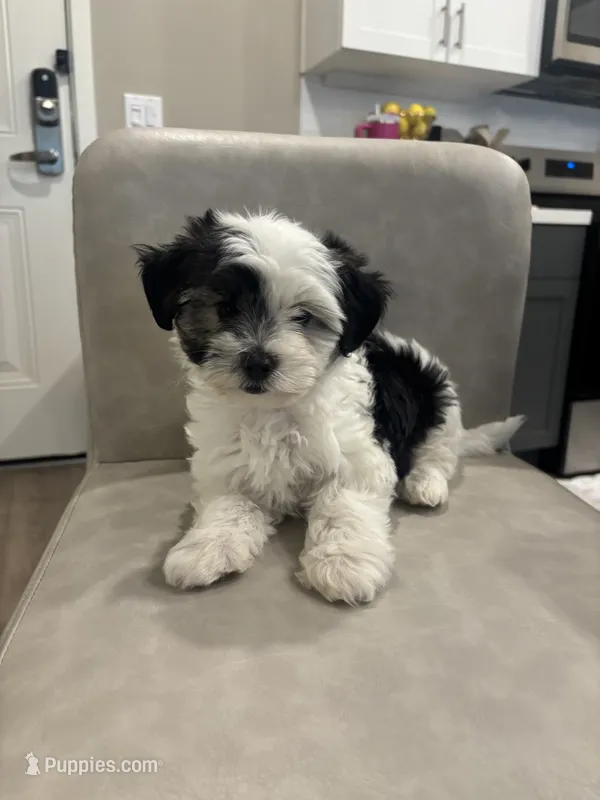 Apallo  – Shihpoo puppy for sale in Sacramento, CA
