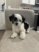 Apallo , a male Shihpoo for sale in Sacramento, CA – 1 of 4