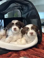 Clyde, a male Havanese for sale in Sacramento, CA – Photo 3 of 3